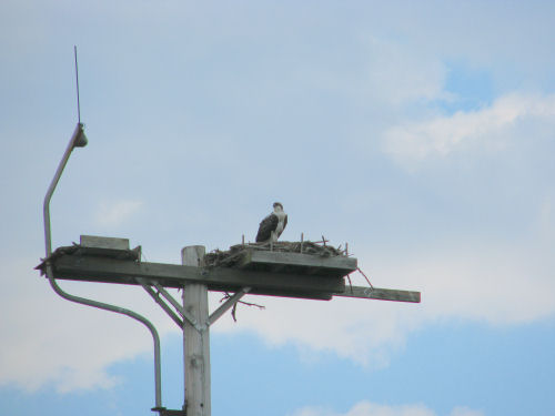 osprey fledgling in nest