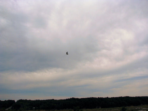 osprey flying