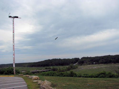 osprey flying