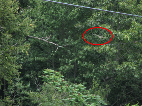 osprey flying