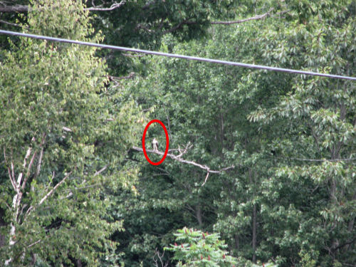 osprey perched in tree