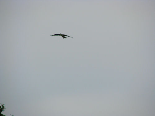 osprey flying