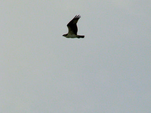 osprey flying