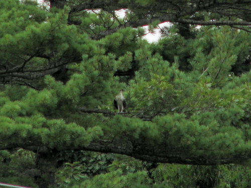 osprey in tree