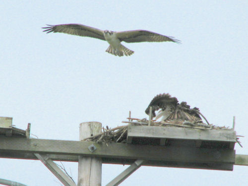 second osprey flies over the nest