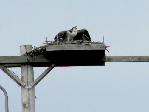 osprey chick defending nest