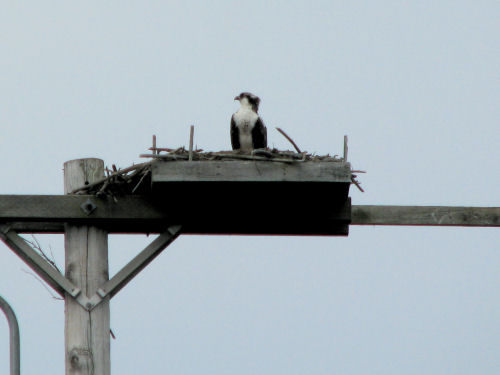 osprey fledgling on nest