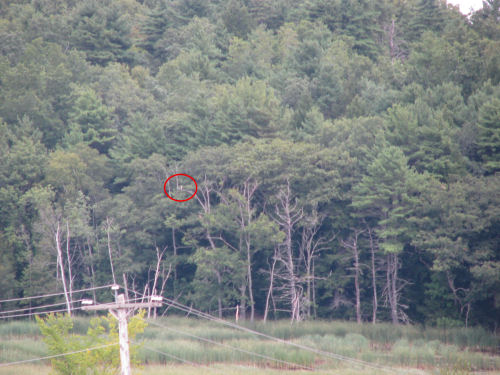 picture of osprey a long ways away