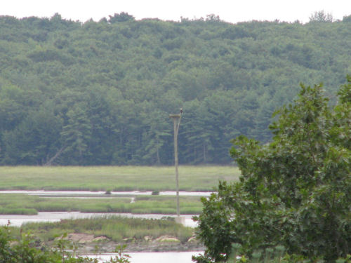 picture of eagle on nest