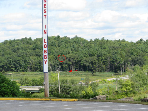 area where osprey sometimes perch