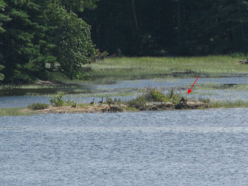 fledgling eagle share island with geese