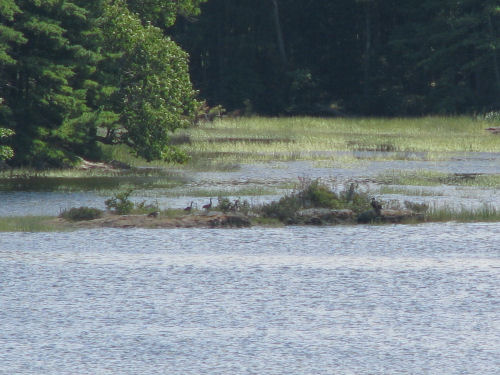 fledgling eagle share island with geese