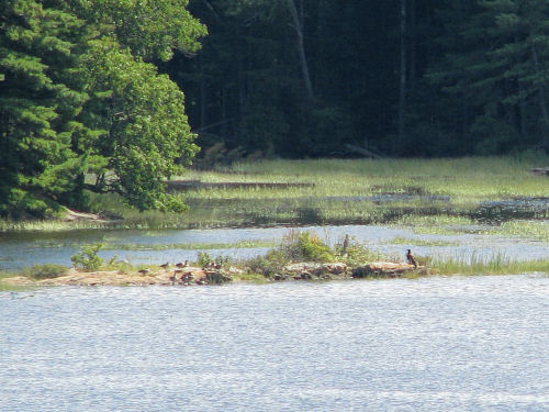 fledgling eagle share island with geese