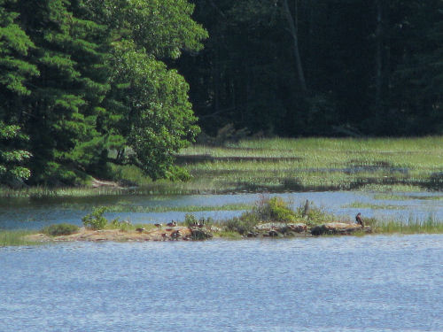 fledgling eagle share island with geese