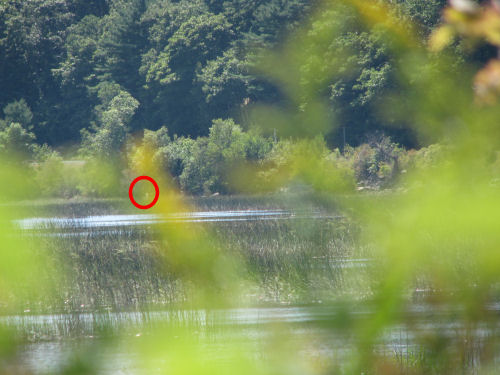 possible sighting of osprey through bushes