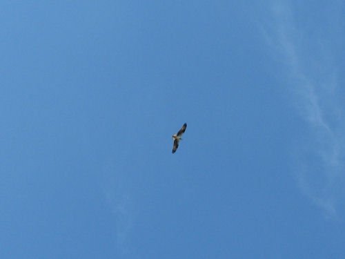 two osprey flying