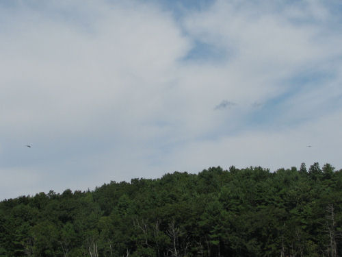 two osprey flying