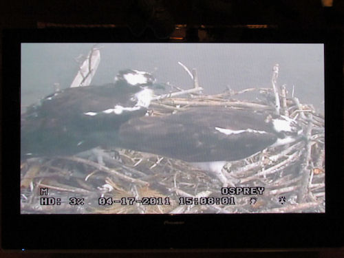 osprey on computer monitor