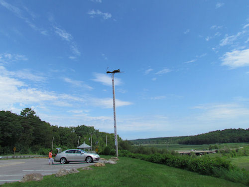 osprey nest at Taste of Maine