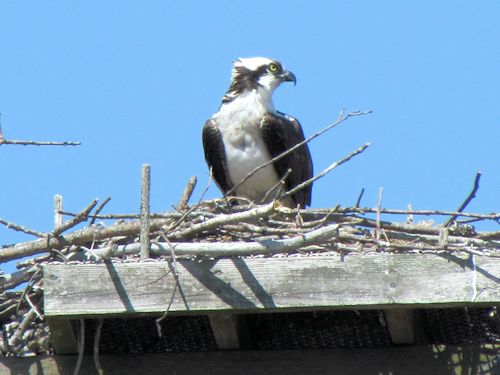 Dad on the nest