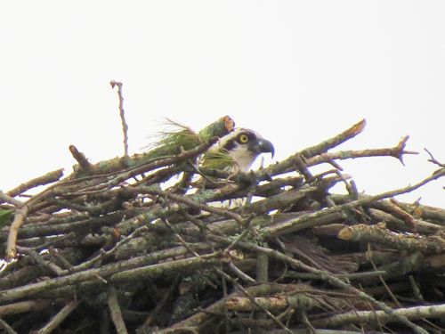 Mom Osprey