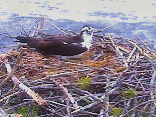 Mom Osprey and chick