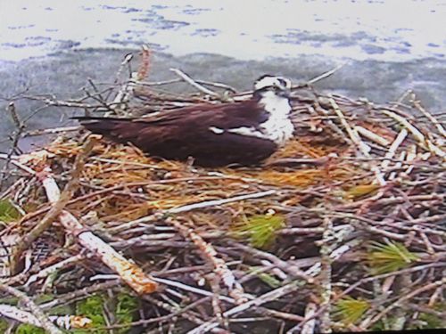 Mom Osprey and chick