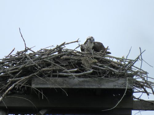 view of Mom Osprey from out table