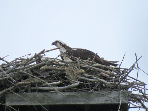 view of Mom Osprey from out table