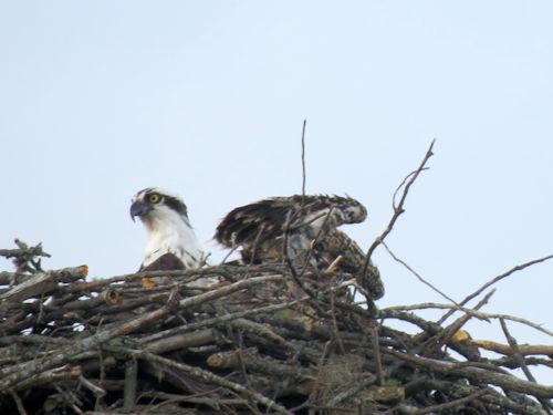 osprey mom and chick at Taste of Maine Restaurant