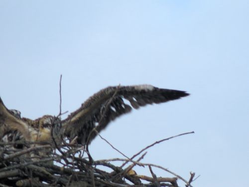 osprey mom and chick at Taste of Maine Restaurant