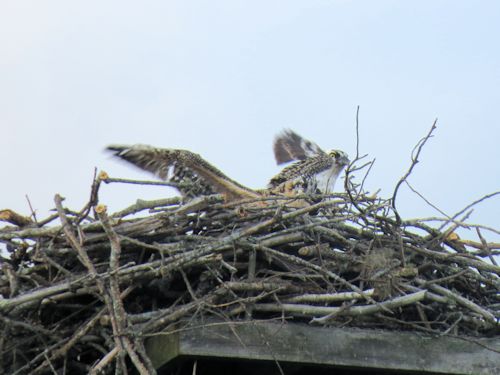 osprey mom and chick at Taste of Maine Restaurant