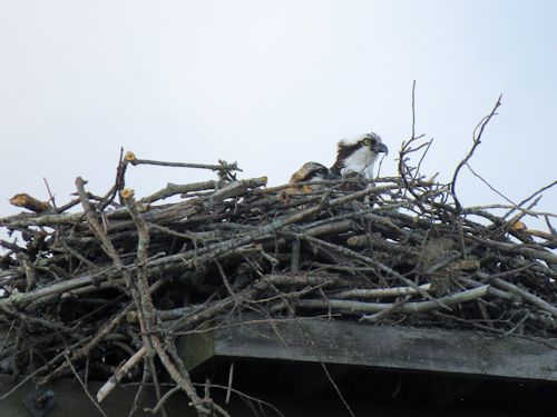 osprey mom and chick at Taste of Maine Restaurant