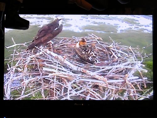 osprey mom and chick at Taste of Maine Restaurant