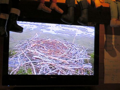 osprey nest cam at the Taste of Maine