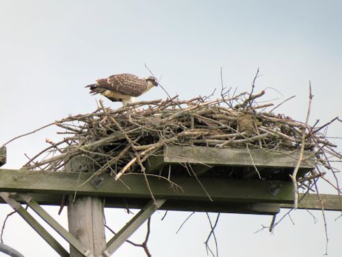 young osprey at the Taste of Maine Restaurant