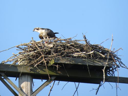 young osprey at the Taste of Maine Restaurant in Woolwich