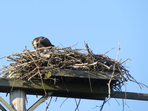 young osprey at the Taste of Maine Restaurant in Woolwich