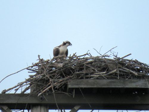fledgling osprey at the Taste of Maine Restaurant in Woolwich