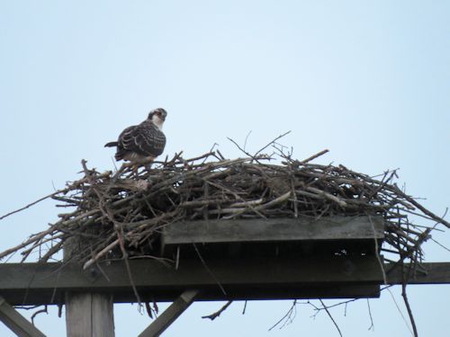 fledgling osprey at the Taste of Maine Restaurant in Woolwich