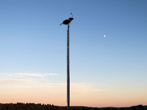 osprey nest