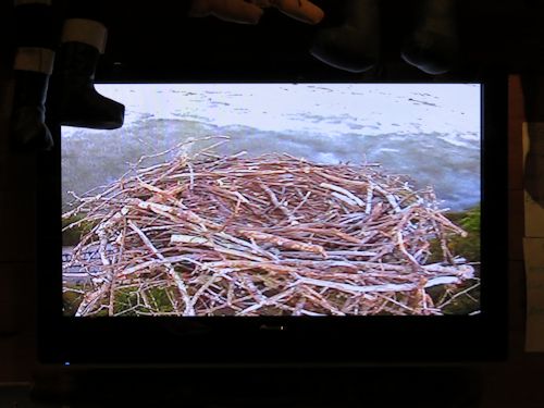 empty osprey nest