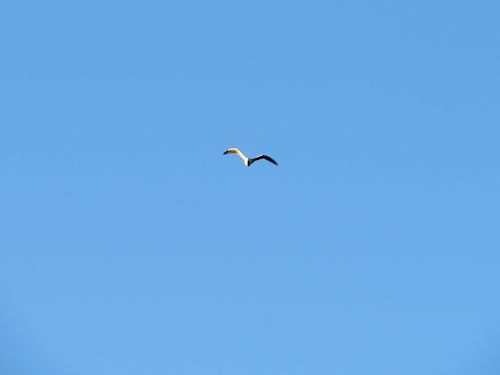 seagull