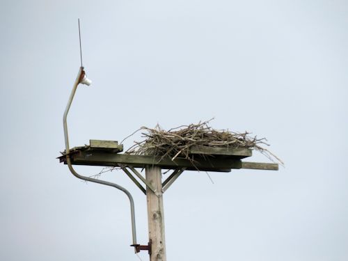 empty nest