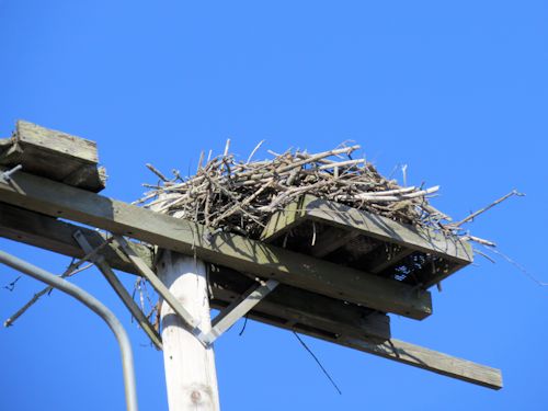 osprey nest at the Taste of Maine Restaurant in Woolwich