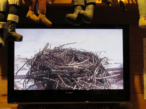 osprey nest at the Taste of Maine Restaurant in Woolwich