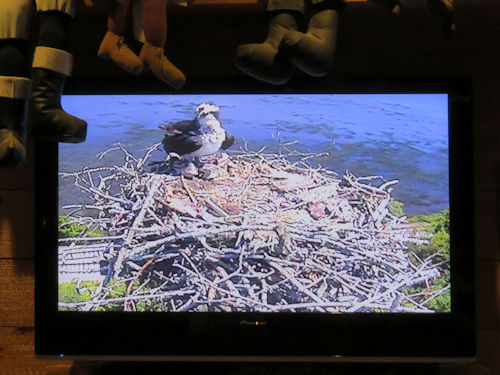 three osprey chicks and Mom