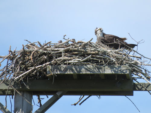 osprey chicks peeking over the side of the nest
