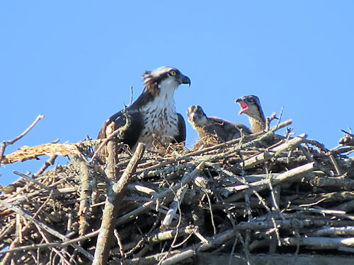osprey chicks and Mom