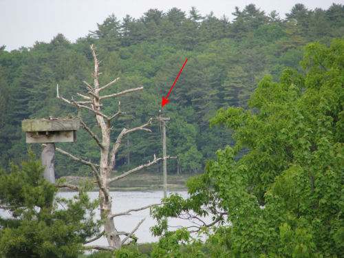 picture of bird with a white head, on a platform in the river